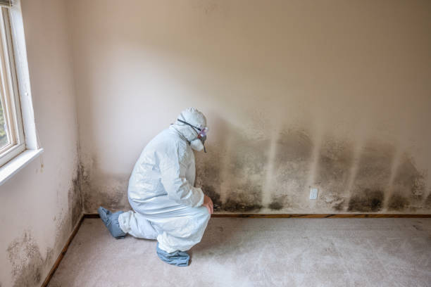 Best White Mold Remediation in Richlandtown, PA