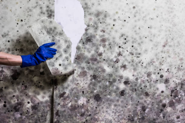 Best Insurance-Related Mold Remediation in Richlandtown, PA